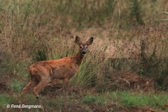 roe deer / ree (Capreolus capreolus)