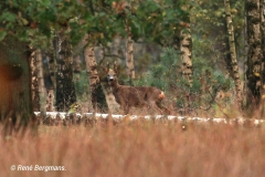 roe deer / ree (Capreolus capreolus)