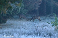 roe deer / ree (Capreolus capreolus)