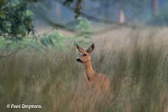roe deer / ree (Capreolus capreolus)