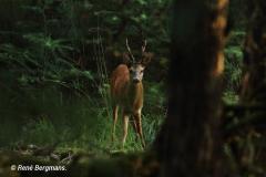 roe deer / ree (Capreolus capreolus)