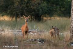 roe deer / ree (Capreolus capreolus)