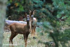 roe deer / ree (Capreolus capreolus)
