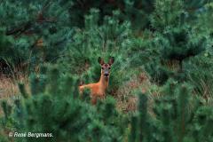 roe deer / ree (Capreolus capreolus)