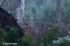 roe deer / ree (Capreolus capreolus)