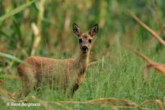 roe deer / ree (Capreolus capreolus)
