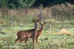 roe deer / ree (Capreolus capreolus)