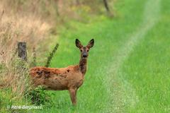 roe deer / ree (Capreolus capreolus)