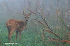 roe deer / ree (Capreolus capreolus)