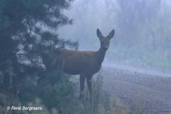 roe deer / ree (Capreolus capreolus)