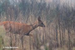 roe deer / ree (Capreolus capreolus)