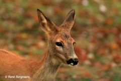 roe deer / ree (Capreolus capreolus)