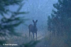 roe deer / ree (Capreolus capreolus)