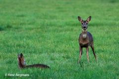 roe deer / ree (Capreolus capreolus)