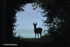 roe deer / ree (Capreolus capreolus)