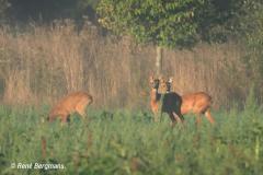 roe deer / ree (Capreolus capreolus)