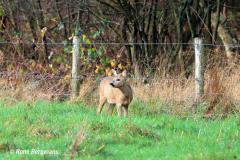 roe deer / ree (Capreolus capreolus)