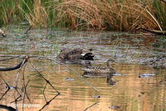 gadwall  / krakeend (Mareca strepera)