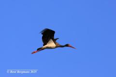 Black Stork / Zwarte ooievaar (Ciconia nigra)
