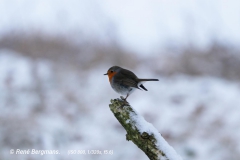 European robin / Roodborst (Erithacus rubecula)