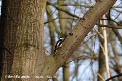 Grote bonte specht / great spotted woodpecker (Dendrocopos major)