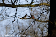 Grote bonte specht / great spotted woodpecker (Dendrocopos major)