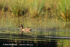 Mallard / wilde eend (Anas platyrhynchos)