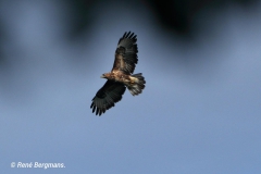 Common buzzard / Buizerd (Buteo buteo)