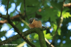 Wood nuthatch / Boomklever (Sitta europaea)