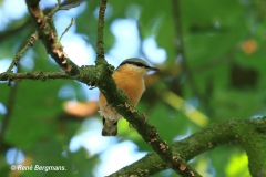 Wood nuthatch / Boomklever (Sitta europaea)