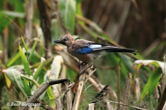 Jay / Gaai (Garrulus glandarius)