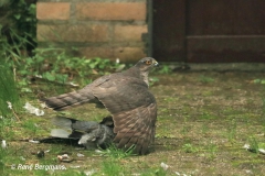 Sparrowhawk / Sperwer (Accipiter nisus)