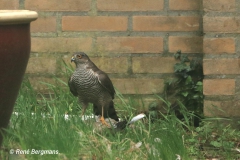 Sparrowhawk / Sperwer (Accipiter nisus)