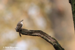 Short-toed treecreeper / Boomkruiper (Certhia brachydactyla)