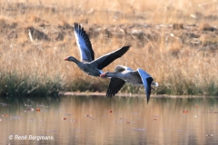 Greylag goose / Grauwe gans (Anser anser)