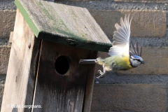 Blue tit / Pimpelmees (Cyanistes caeruleus)