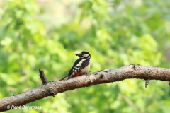 Grote bonte specht / great spotted woodpecker (Dendrocopos major)