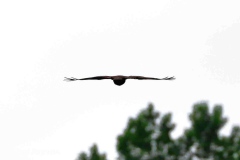 Rear view of a flying buzzard  (Accipiter nisus)