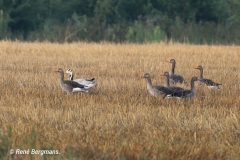 Greylag goose / Grauwe gans (Anser anser)