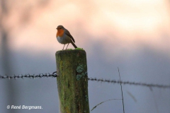 European robin / Roodborstje (Erithacus rubecula)