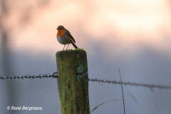 European robin / Roodborstje (Erithacus rubecula)