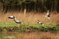 Greylag goose / Grauwe gans (Anser anser)