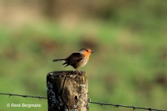 European robin / Roodborst (Erithacus rubecula)