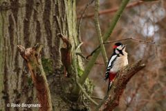 Grote bonte specht / great spotted woodpecker (Dendrocopos major)