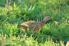 Common pheasant / Fazant (Phasianus colchicus) (female)