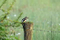 Grote bonte specht / great spotted woodpecker (Dendrocopos major)