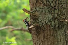 Middle spotted woodpecker / Middelste bonte specht (Dendrocoptes medius)