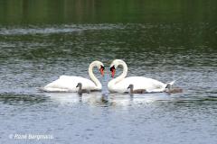 Mute swan / Knobbelzwaan (Cygnus olor)