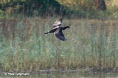 Great cormorant / Aalscholver (Phalacrocorax carbo)