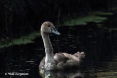 Mute swan / Knobbelzwaan (Cygnus olor)